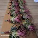Luxe corsages met tillandsia Luxe corsages met tillandsia