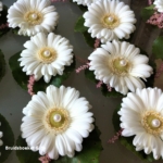 gastencorsages met gerbera in wit. corsages op magneten gastencorsages met gerbera in wit. corsages op magneten
